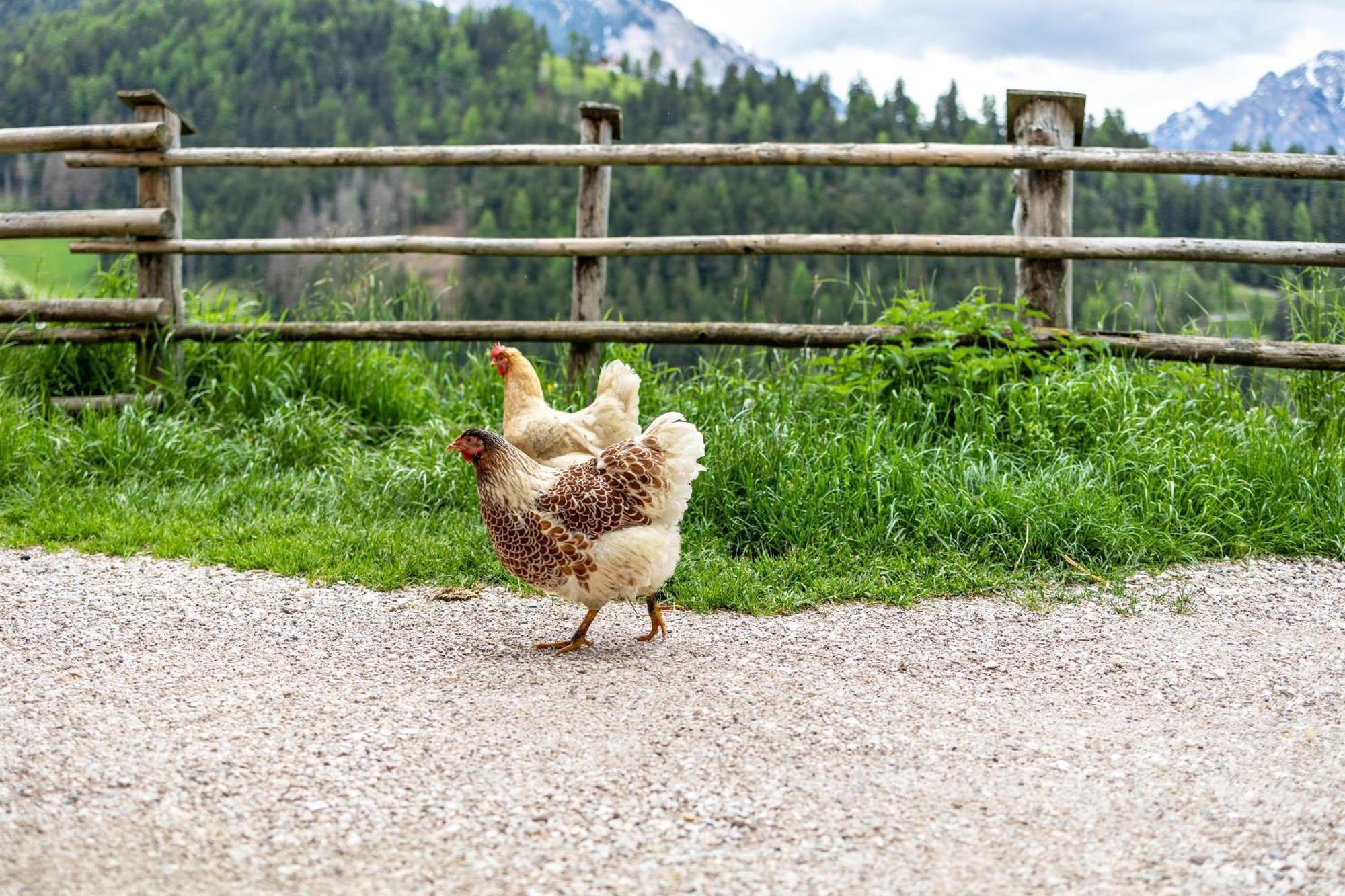 Bolser App Plan De Corones San Vigilio Di Marebbe Cameră foto